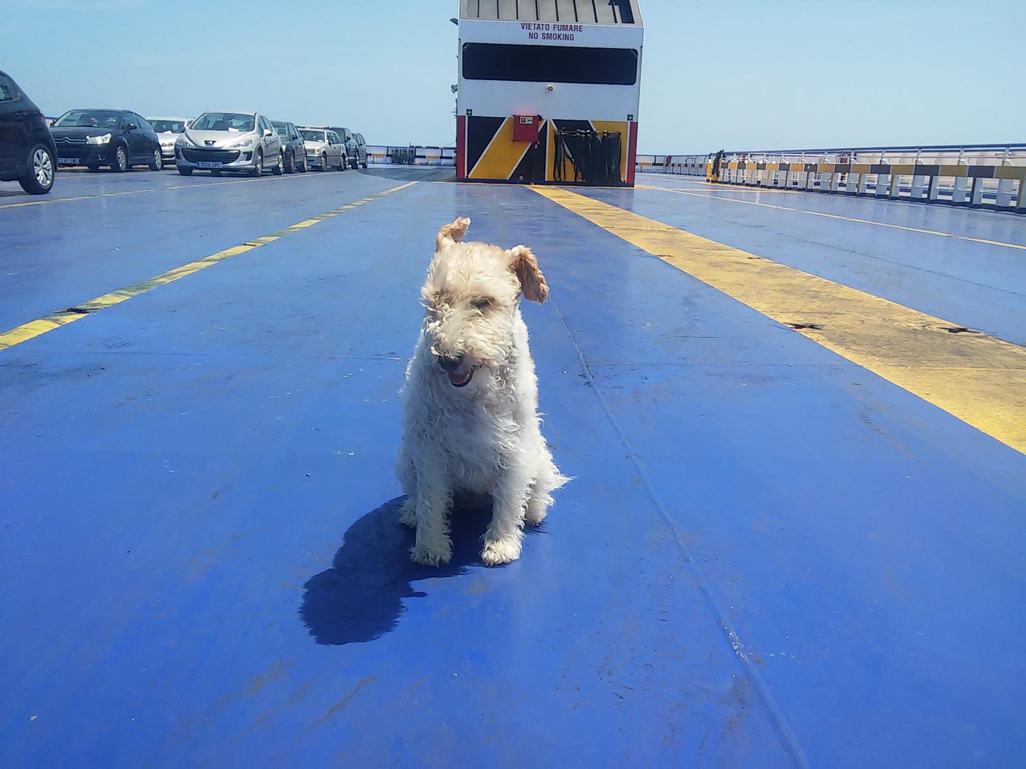 Viajando con nuestro perro