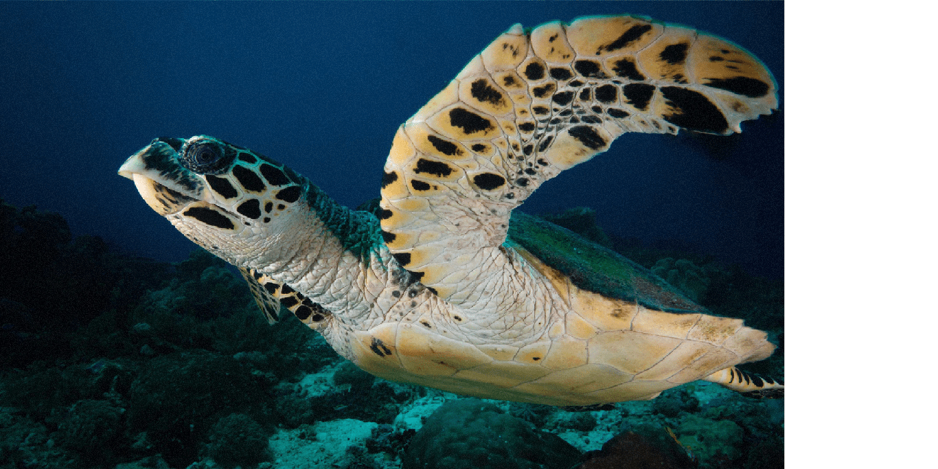 Rescatando nuestra fauna