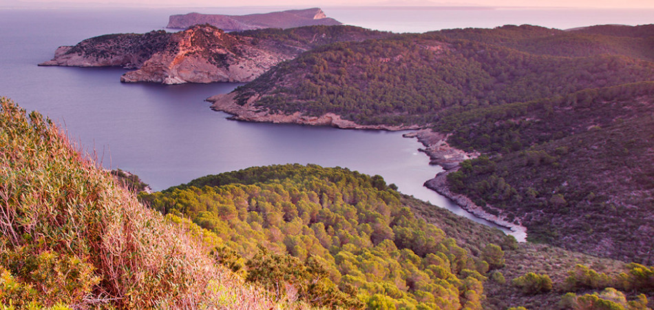Consell Mallorca-950x450px