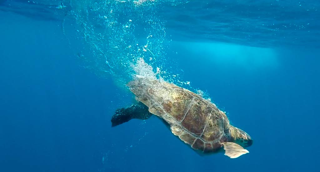 Regreso al mar: suelta de tortugas en Eivissa