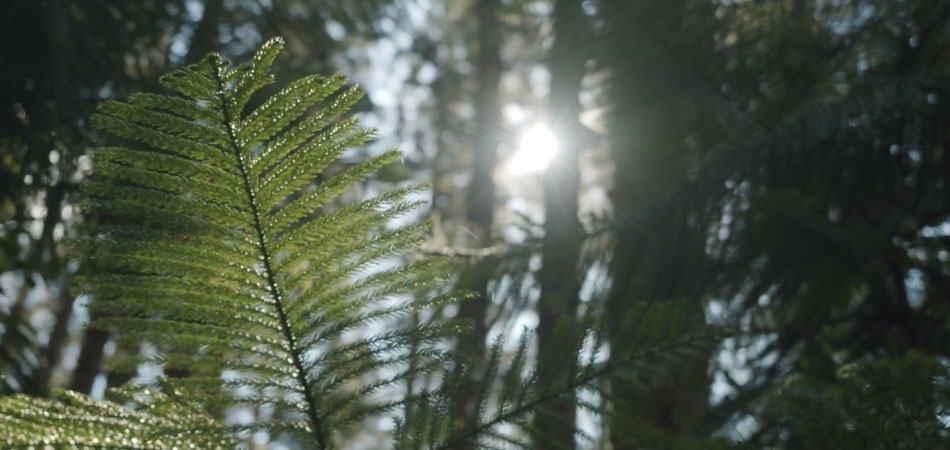 rumbo_verde_950x450