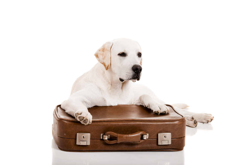 Cómo organizar un viaje con perro