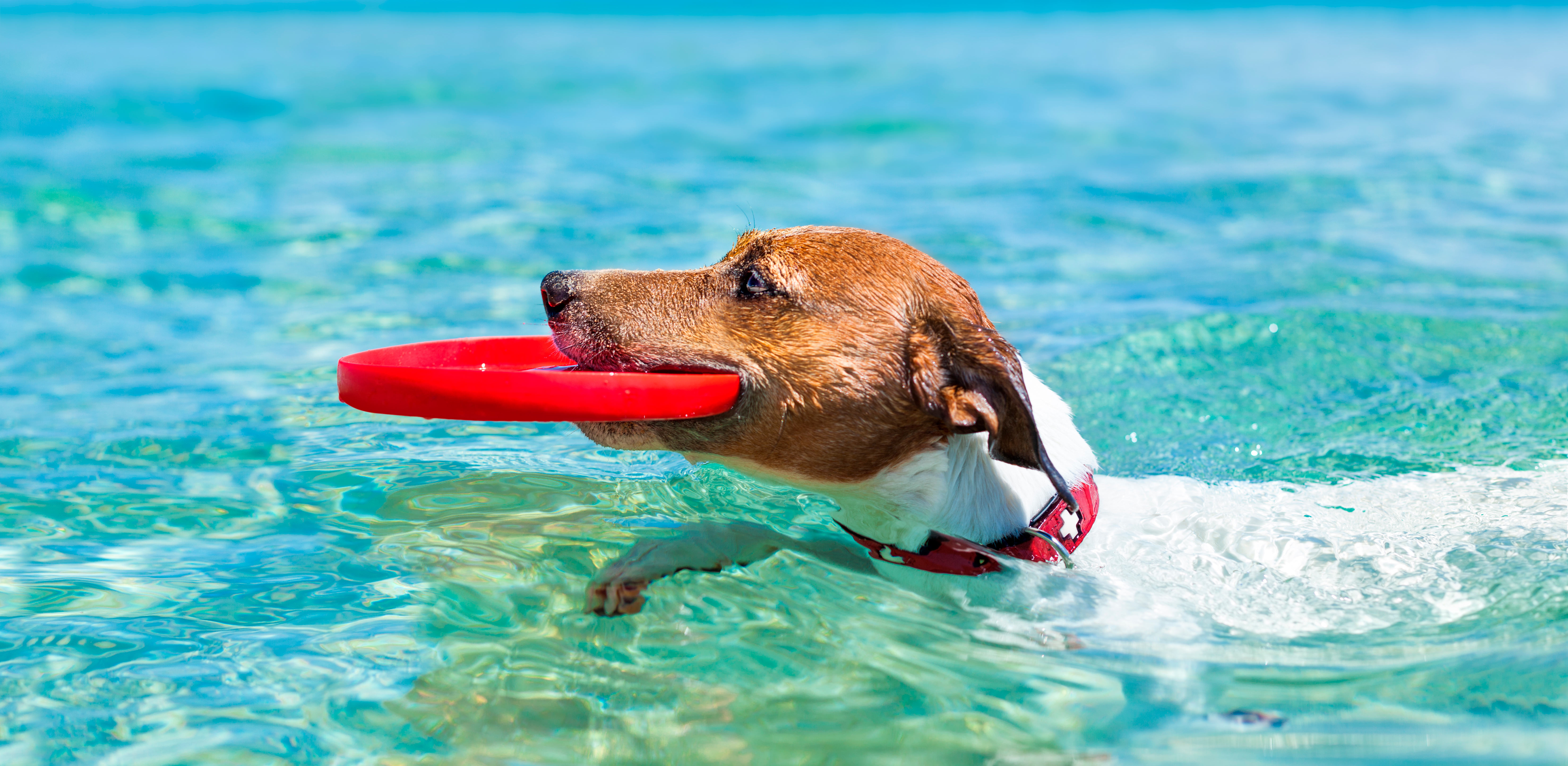 Playas para disfrutar con tu perro este verano