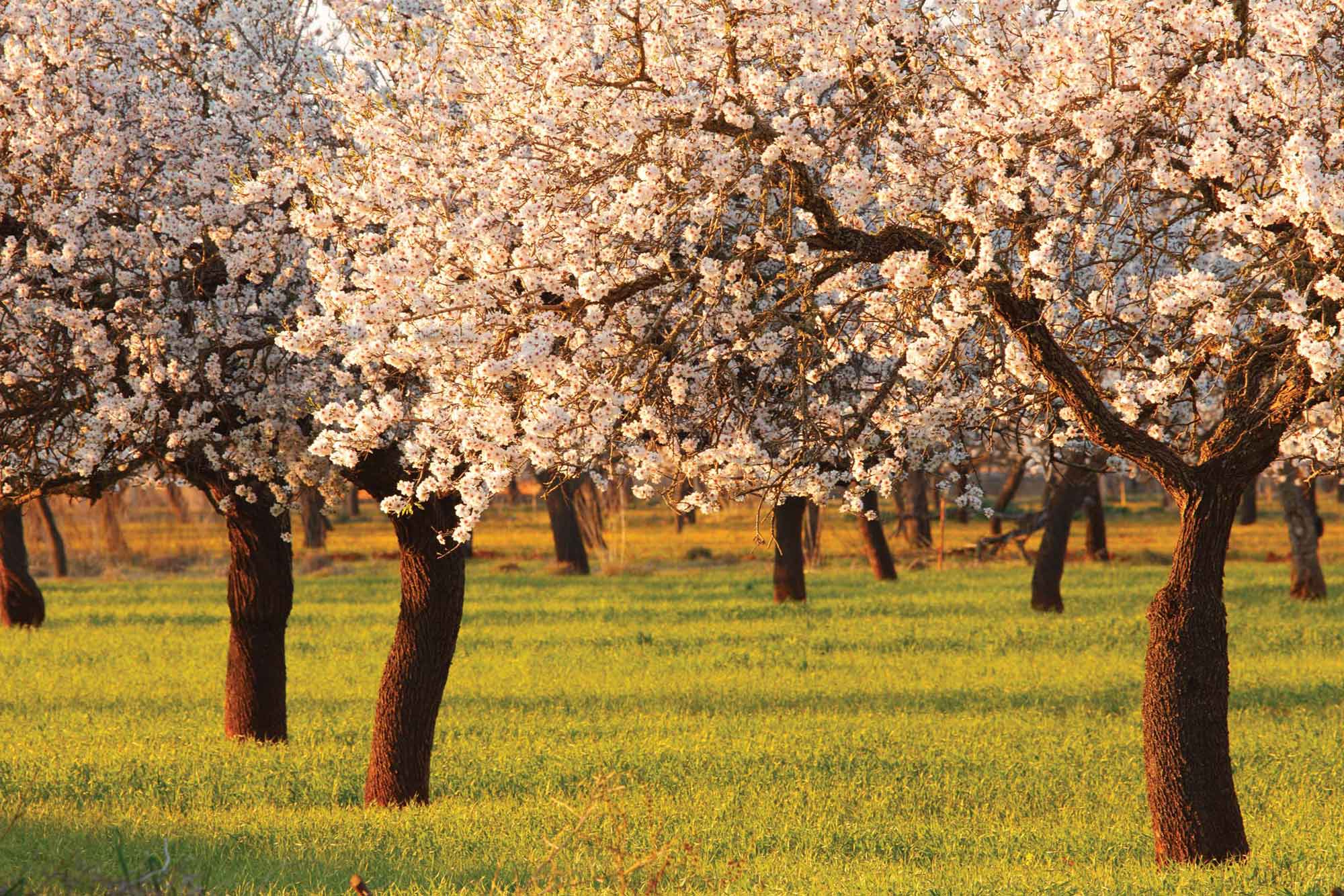 pla-de-corona-un-paseo-entre-almendros-ibicencos