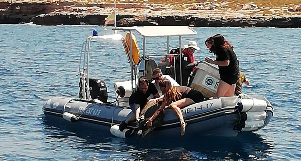 Liberación de tortugas rescatadas en Eivissa