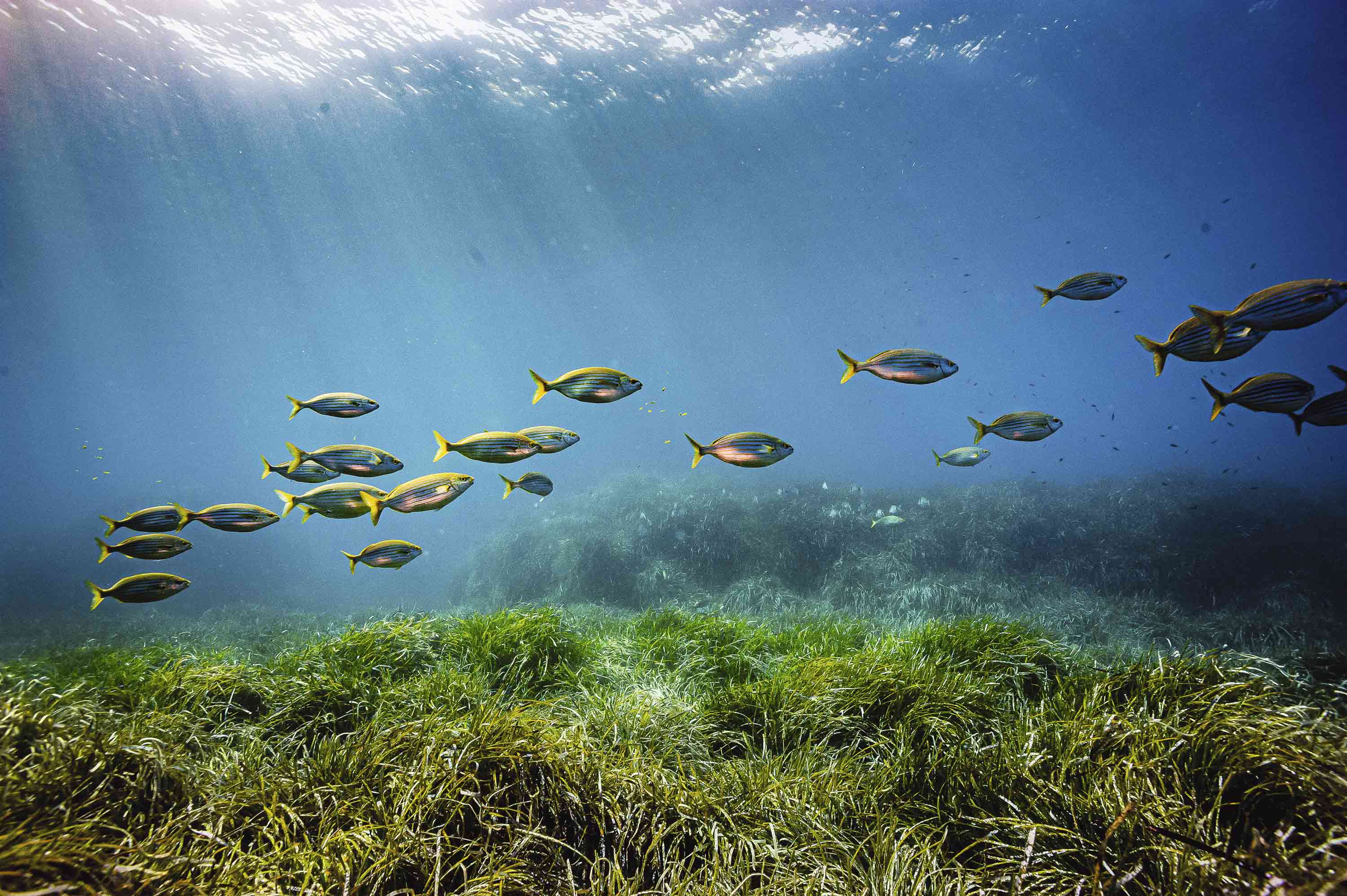 Descubre la riqueza de la biodiversidad del Mediterráneo
