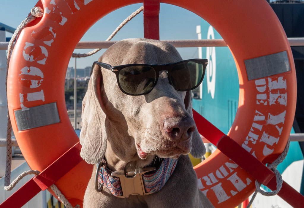 Viajar en ferry con perro [Parte 2]: ¡bienvenidos a bordo!