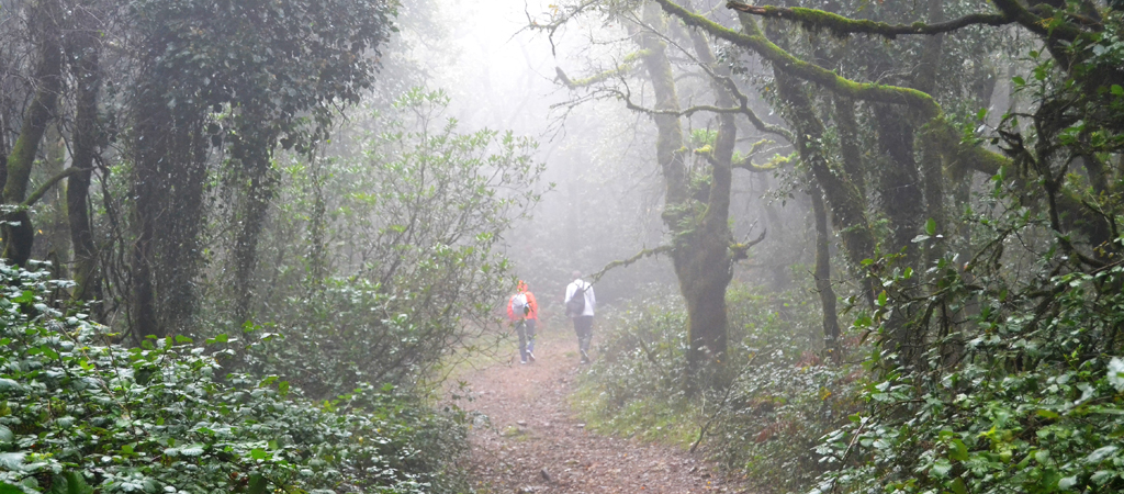 Un paseo por el Bosque de la Niebla en Cádiz
