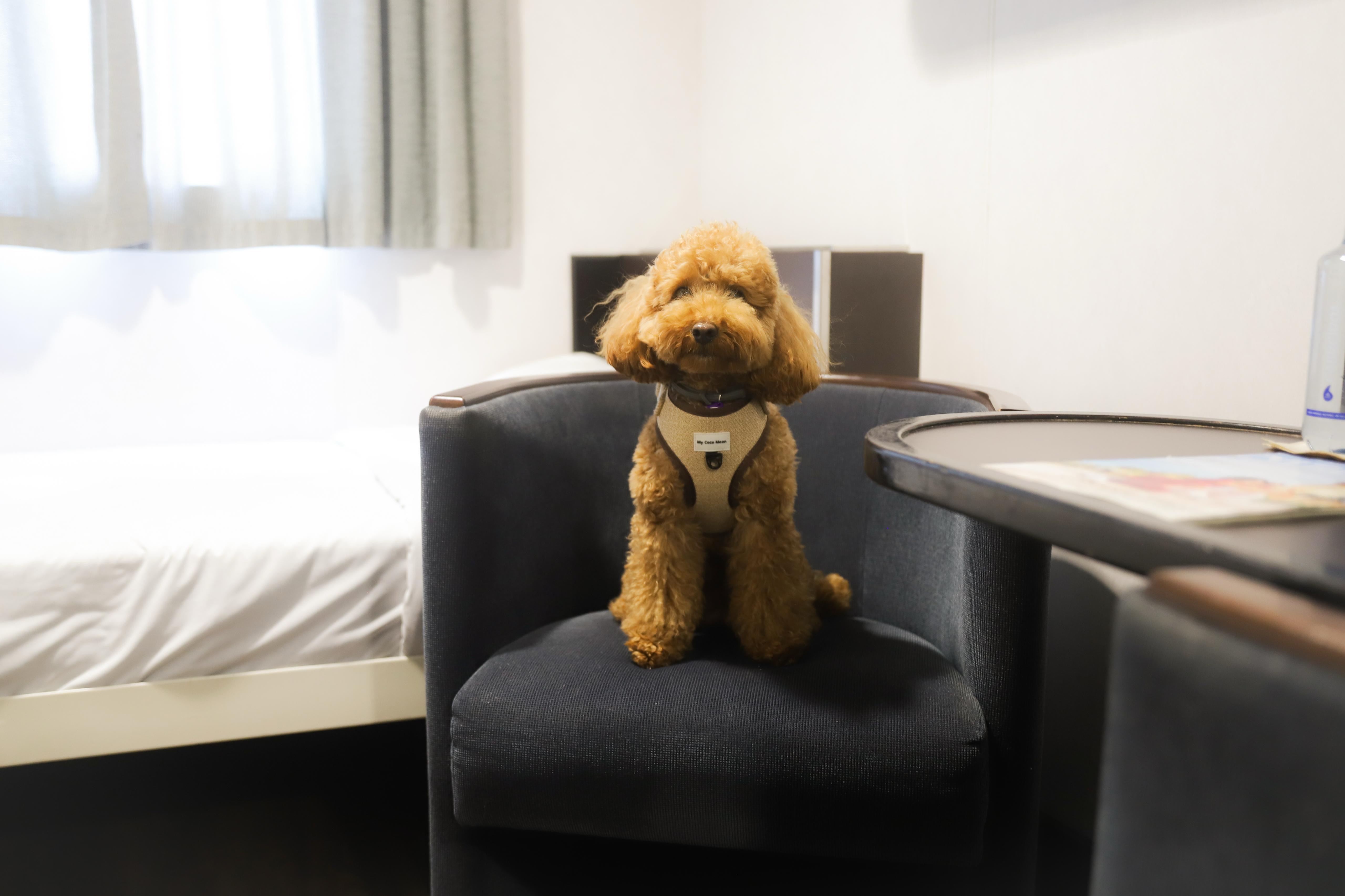 Mascota en cabina
