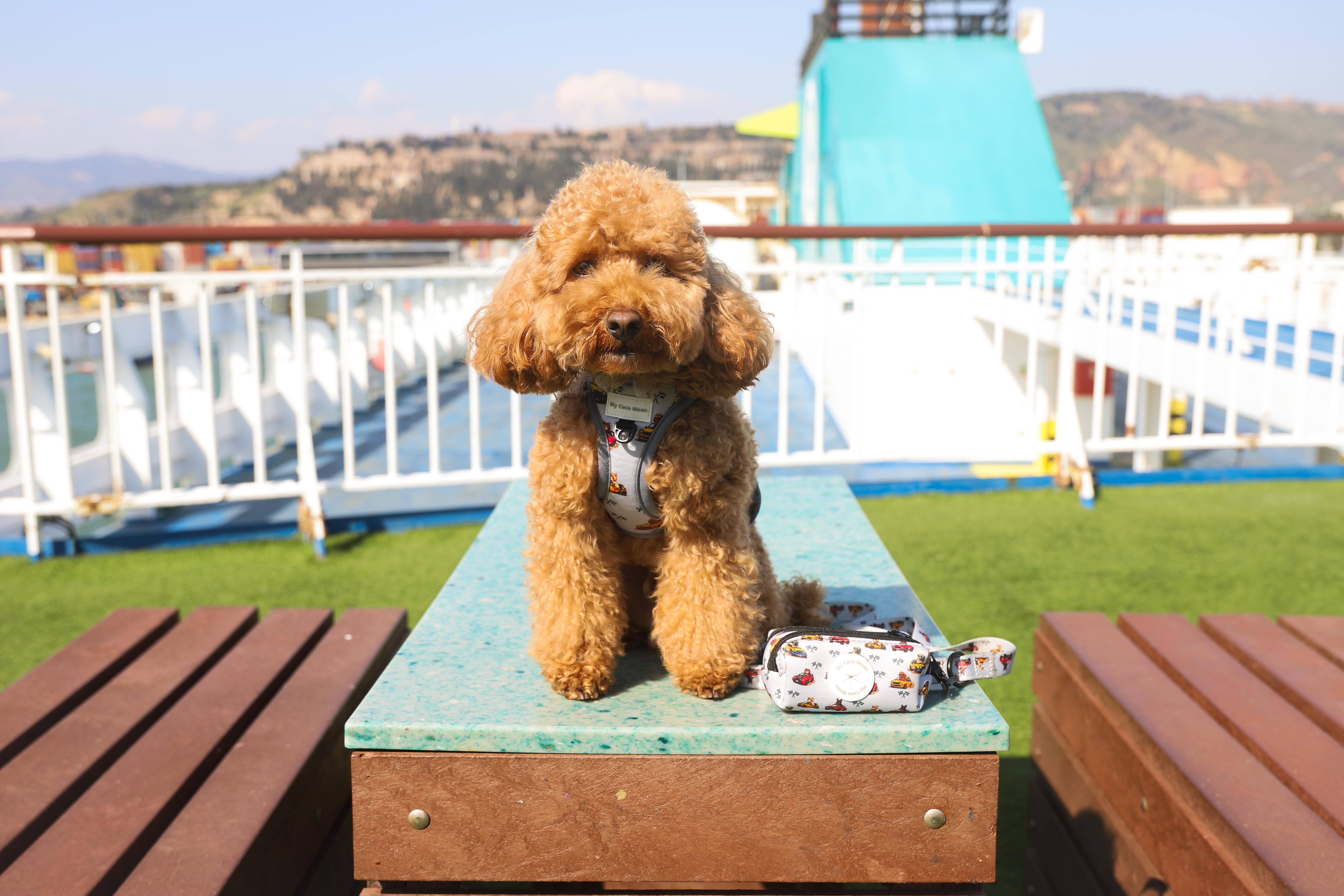 Perro en ferry