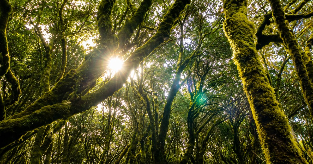 Paisaje de La Gomera