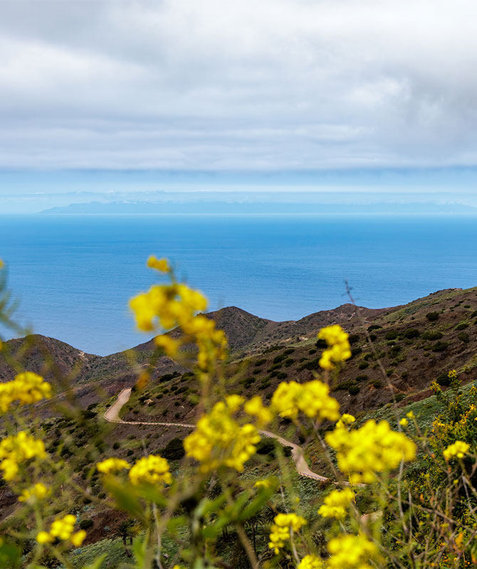 Carretera sinuosa en La Gomera con vistas al mar y flores amarillas